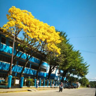 Da chery bluzoms are in full bloom today!