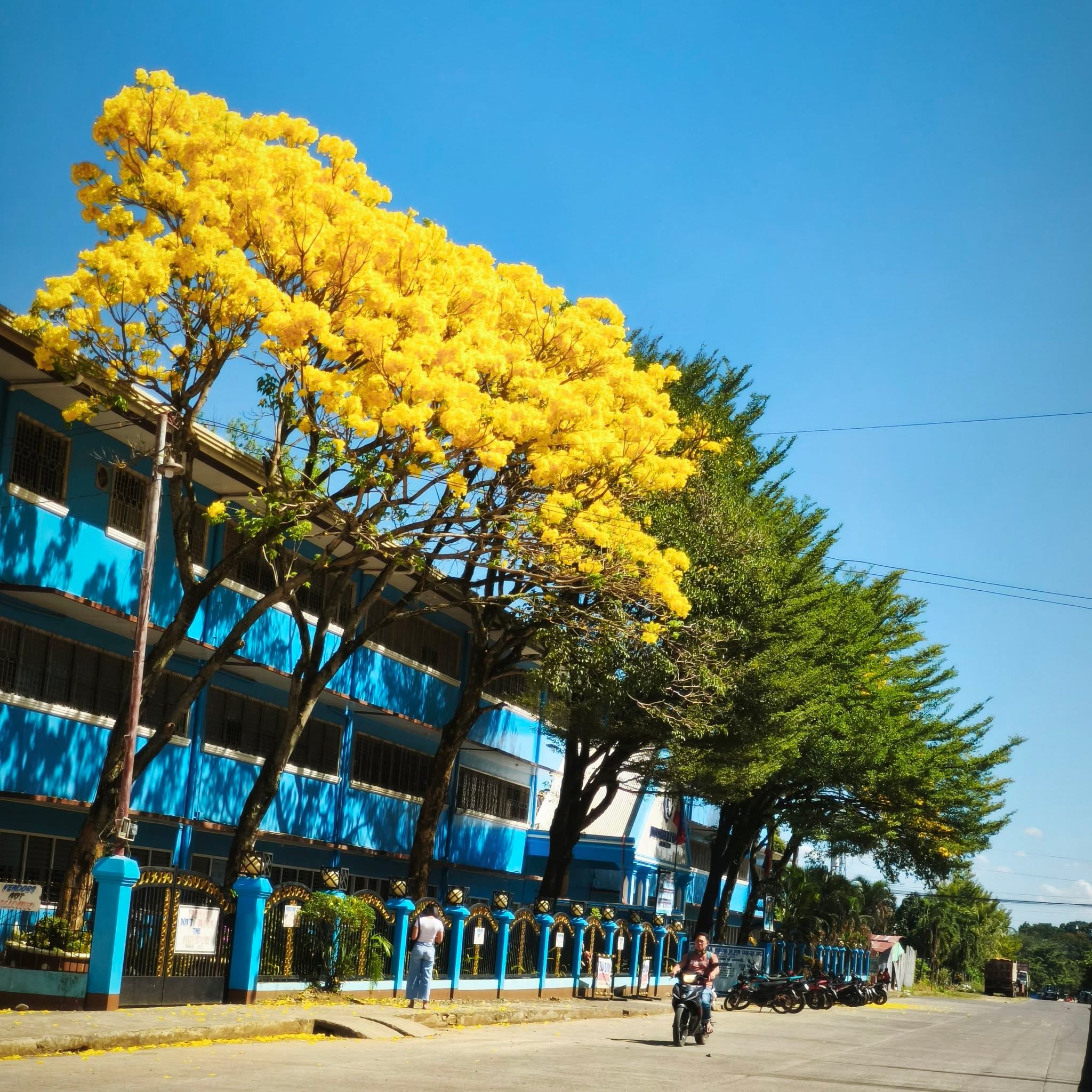 Da chery bluzoms are in full bloom today!