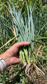 Rummaging for panakot. Pagan ang mga sagbot 😂